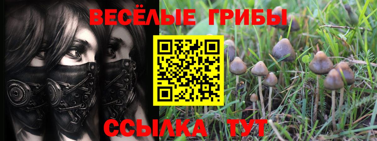 Псилоцибиновые грибы мицелий Сызрань